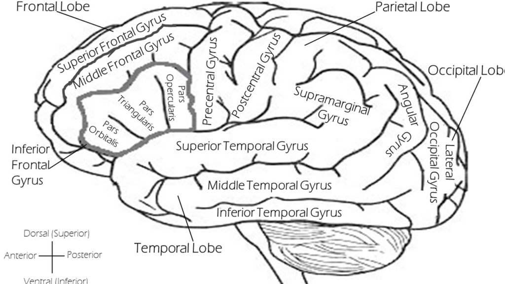 brain, labeled brain, left brain, left lateral, brain, brain, brain, brain, brain